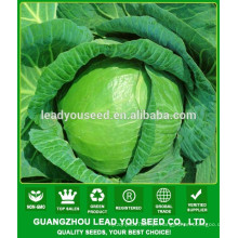 NC54 Yaoku China sementes de repolho para o plantio, preços de sementes de repolho